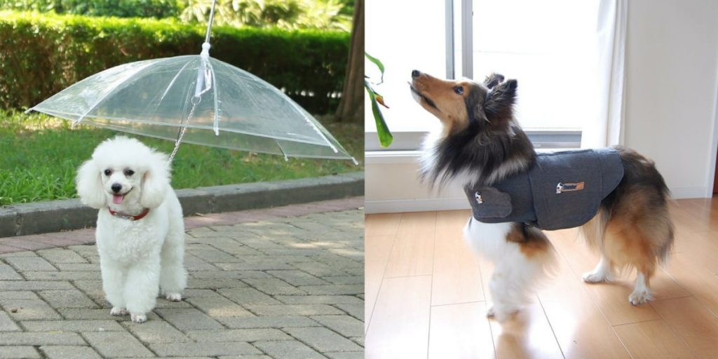What are the Things You Would Need for Your Dog?